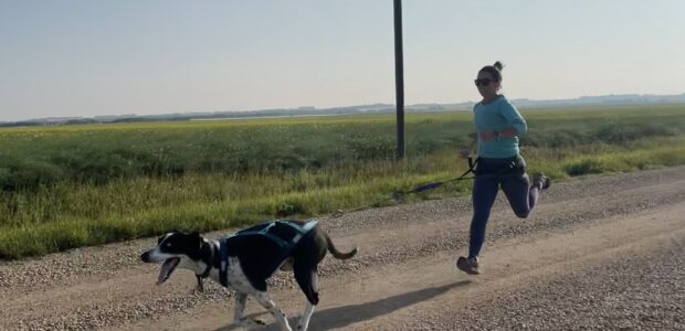 Running Canicross with Your Dog: A Win-Win for Both You and Your Dog