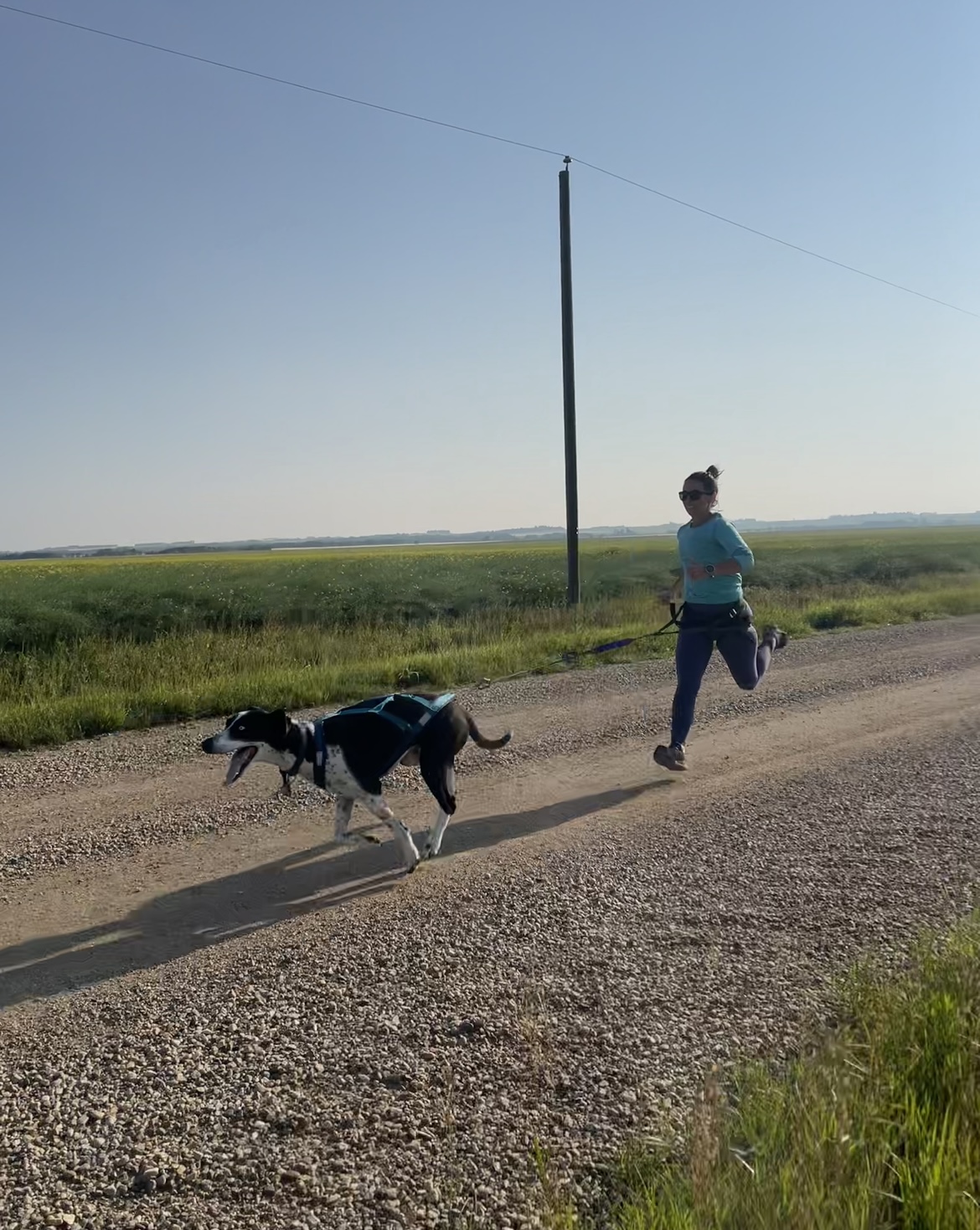 Running Canicross with Your Dog: A Win-Win for Both You and Your Dog