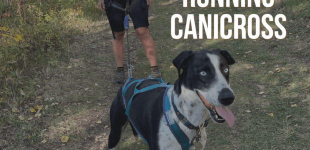 What is the best hands free leash for running with your dog