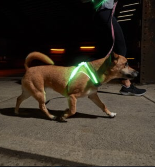 nox light dog